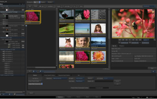 Digital photo editing software interface with a grid of thumbnail images and a large preview of a bee on a pink flower.
