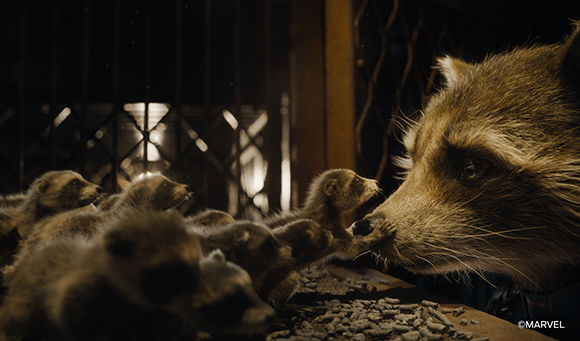 A raccoon's face in profile as it sniffs a small, furry creature in a dark setting.
