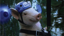 A light pink pig wearing a blue helmet and a black harness against a blurred forest background.