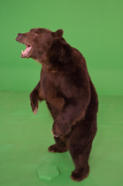 A large brown bear stands upright on its hind legs with its mouth open against a solid green backdrop.