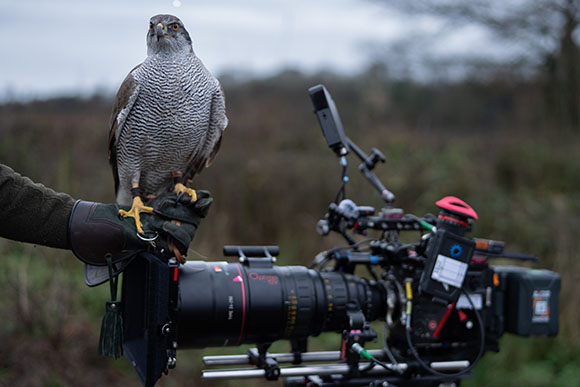 A hawk sits on a gloved hand resting atop a professional film camera rig outdoors.