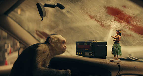 A capuchin monkey sits in a car's driver seat looking toward a small hula girl figurine on the dashboard.
