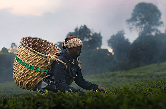 A person in a dark jacket carries a large woven basket while picking leaves in a green field.