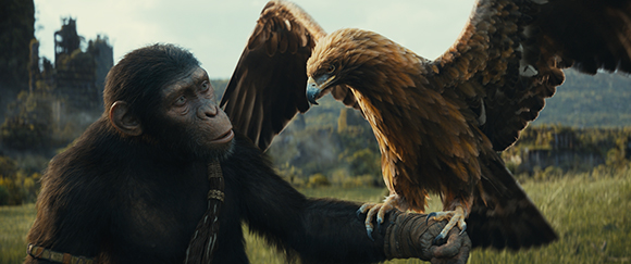 A chimpanzee gazes at a large golden eagle perched on its gloved arm in a grassy field.