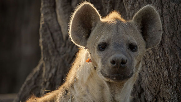 A close-up portrait of a hyena looking forward with large rounded ears, backlit by soft sunlight.