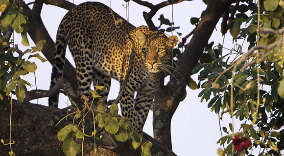 A spotted leopard stands on a thick tree branch amidst green leaves against a pale sky.