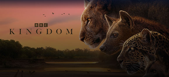 Three big cats, a lioness, a hyena, and a leopard, gaze over a dark savanna at sunset.