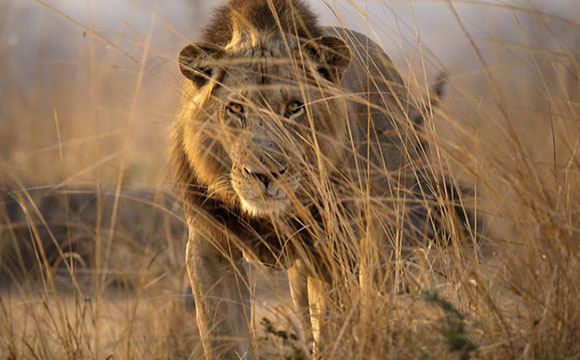 A male lion walking through tall, golden dry grass in a savanna.