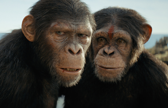 Close-up of two chimpanzees with dark fur looking directly at the camera.