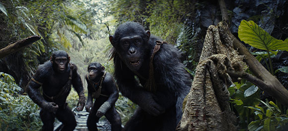 Three chimpanzees wearing primitive leather straps walking through a dense, green jungle.