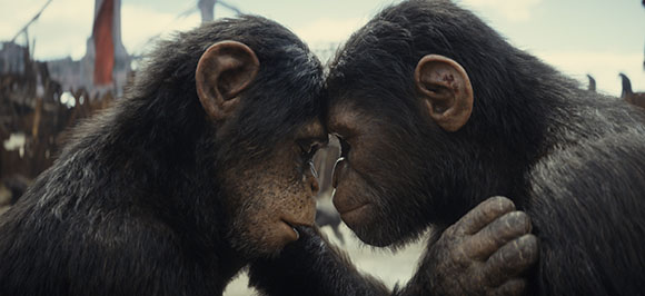 Two chimpanzees face each other closely with their foreheads touching.