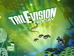 Green jungle background with TailVision Friday text and small flying animals.