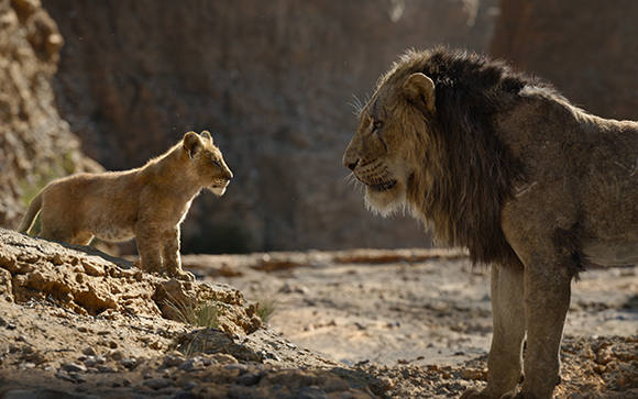 A lion cub stands on a rocky ledge looking up at a large male lion with a dark mane.
