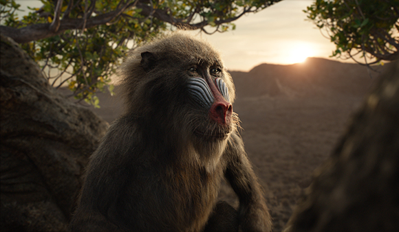 A mandrill with blue facial markings sits among rocks during a sunset.