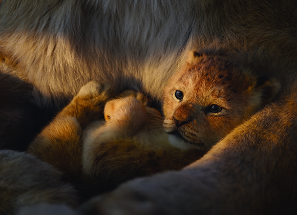 A small lion cub lying tucked within the thick, golden-lit fur of an adult lion.