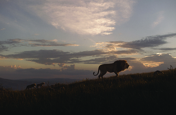 Silhouette of a male lion walking across a grassy hill against a cloudy sunset sky.