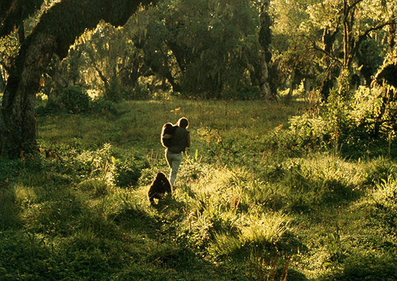 A person in a dark jacket and light pants walks through a lush, sun-drenched forest clearing.