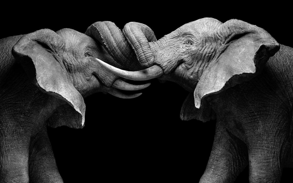 Two elephants facing each other with their trunks intertwined and tusks touching.