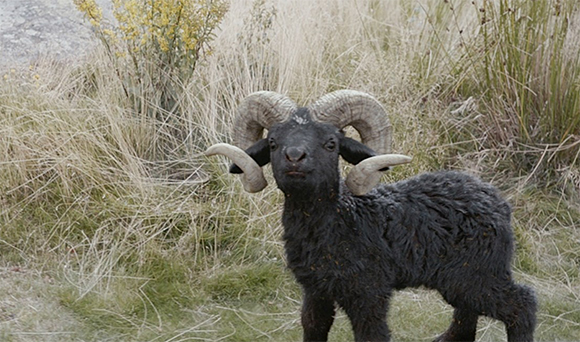 A black ram with large, thick, curved horns standing in a field of dry grass.