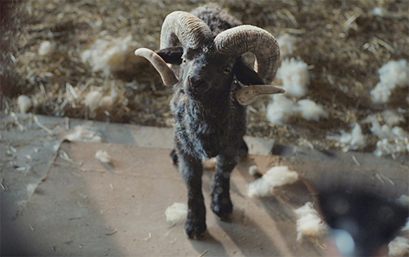 A dark ram with large, thick, curved horns stands on a floor covered in straw and wool.