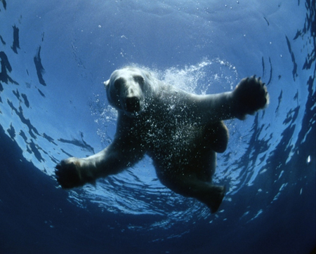 A polar bear swims through deep blue water toward the surface, surrounded by bubbles.