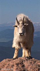 A white mountain goat with black horns stands on a rocky ledge against a blue sky and distant mountains.
