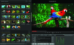 A media player software interface showing a video of two red and blue macaws on a branch.