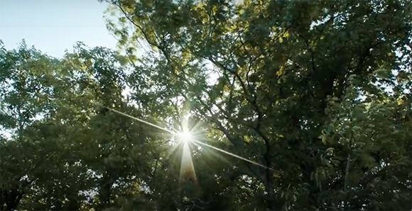 Bright sunlight streaming through the dense green leaves of tall trees against a clear sky.