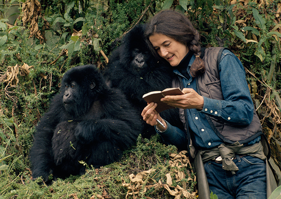 A woman in a denim shirt and vest writes in a notebook while sitting near two large black gorillas.
