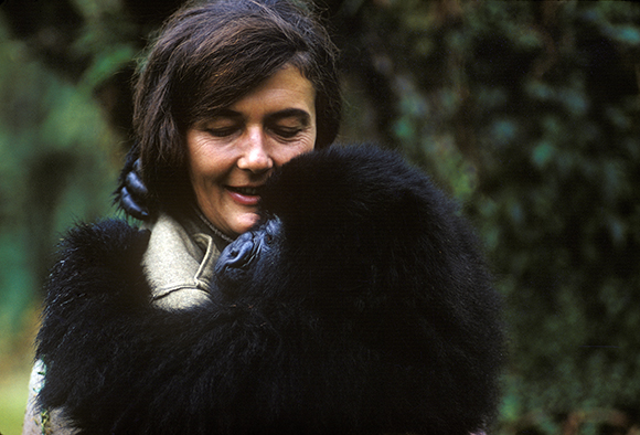 A smiling woman holds a small, black furry baby gorilla close to her face.
