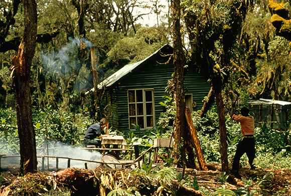 A person stands near a small green wooden cabin surrounded by dense, lush forest and rising smoke.