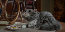 A grey tabby cat lies on a rug next to a small plate containing two halves of a hard-boiled egg.