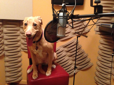 A tan dog sits on a red chair in a recording studio next to a professional microphone.