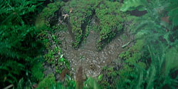 A circular, mossy depression in a forest floor filled with murky water.