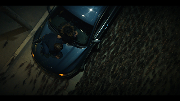 High-angle view of a person leaning over a blue car surrounded by a large swarm of rats on the ground.