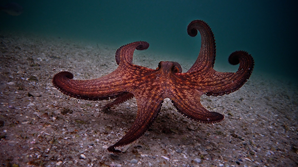 A reddish-brown octopus with patterned arms spreads across a sandy ocean floor.