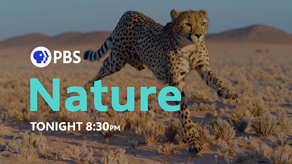 A cheetah runs across a dry, sandy desert landscape under a clear sky.