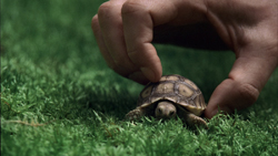 A person's hand gently reaching toward a tiny tortoise crawling through green grass.