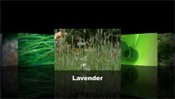 A horizontal collage of various green plant and nature close-ups with the text Lavender.