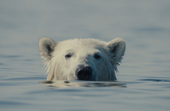 A polar bear's head emerges from calm, blue water.