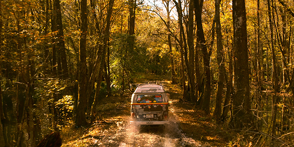 A white van drives along a dirt path through a dense forest with golden autumn leaves.