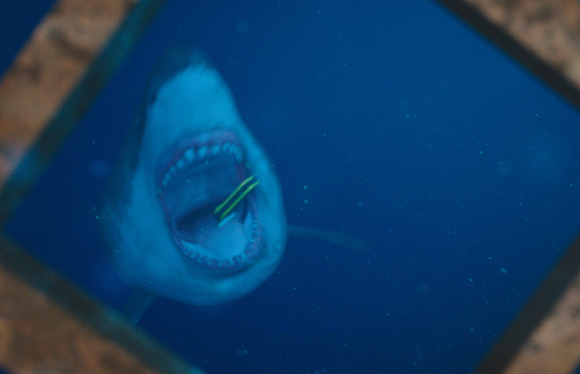 A shark swims through deep blue water with its mouth wide open, revealing rows of teeth.