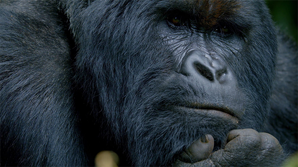 A close-up shot of a gorilla's face with dark fur and a thoughtful expression.
