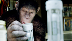 A chimpanzee leans forward, peering intently at a small white cylindrical container held in its hand.