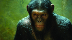 Close-up portrait of a chimpanzee with dark fur and intense eyes against a green background.