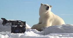 A polar bear lies on white snow and ice under a clear blue sky next to a professional film camera.