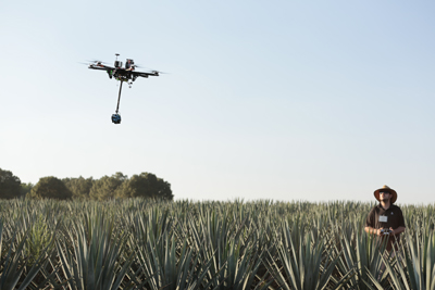 A drone with a payload suspended below it flies over a large field of agave plants under a clear sky.
