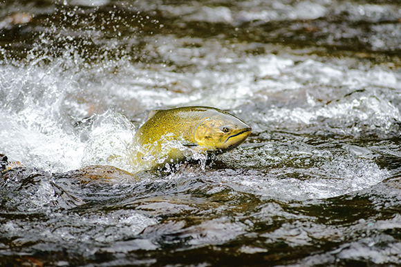 A yellow-scaled salmon leaping through white splashing water in a flowing river.