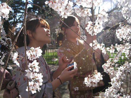 Two women in traditional kimonos stand among blooming white cherry blossom branches.