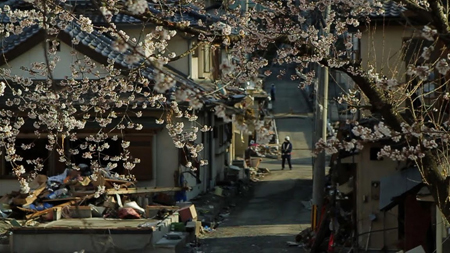 Cherry blossoms in the foreground frame a narrow street lined with damaged houses and debris.
